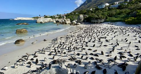 Boulders Beach Zuid Afrika groepsrondreis 3